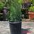 * blue chalk stick * curio repens senecio * ice plants *& more plants* 14 thumbnail