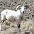 Painted Desert Sheep Ewe Lambs  and more Bankersmith Farms 14 thumbnail