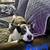 Free pit bull/ blue heeler mix 2 thumbnail