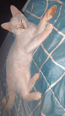 Gatito blanco macho63840149632769120