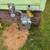 VALUE ADD HOUSE +1/2 ACRE ON LAKE  MICHIGAN SHORE, 10 car brick garage 18 thumbnail