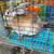 Proven Rabbit Pair 7 thumbnail
