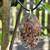 Radiance Balance Pendant: Rose Quartz and Black Obsidian Orgonite Pend 2 thumbnail