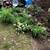 Different plants and ground cover for sale 1 thumbnail