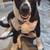 Burmese mountain dog 3 thumbnail