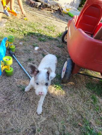 Cachorro mestizo de Chihuahua hembra (Portland)63842371277955122