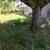 SOD*Cleanups*Bark/Rock*Blackberry*BUSHES*Fences*Shrubs*REO EXPERIENCE 1 thumbnail