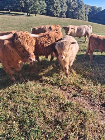 Highlanders 1