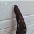 Water buffalo horns 8 thumbnail