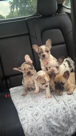 Frenchie rehoming (Plantation)63936141671170122