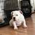American Bully for sale female $3500 15 thumbnail