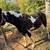 Gaited mare 2 thumbnail