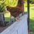 2 awesome pet chickens ( hens). 3 thumbnail