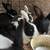 Rabbits 2 thumbnail