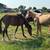 3 yearling colts 6 thumbnail