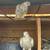 Pigeons 6 thumbnail