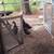 Cayuga ducks and geese 2 thumbnail