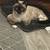 Need to rehome kitty 5 thumbnail