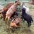 Thinning herd Nigerian 1 thumbnail