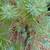 Italian / Mediterranean Stone Pine Tree  -   Plants Trees 2 thumbnail