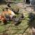All hens 4 thumbnail