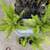 Fox Tail ferns $15 each 2 thumbnail