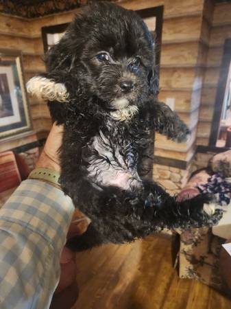 Small breed hypoallergenic Shih-poo puppies63625228721665124