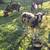 Jacobs Sheep for sale 4 thumbnail