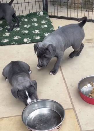 Blue Nose Pitbull 1