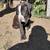 rehoming american pit x boxer puppies 2 thumbnail