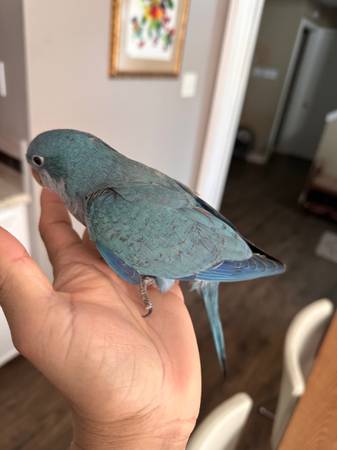 Baby Blue Quaker (Houston)63859317698051122