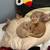 Kittens 2 thumbnail