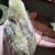 Serama bantam chickens 4 months 16 thumbnail