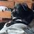 cane corso puppys dog 5 thumbnail
