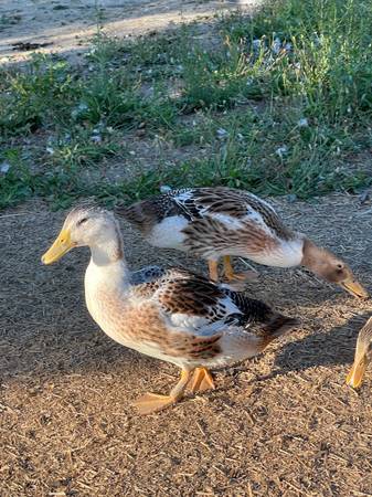 SILVER APPLEYARD DUCKS 1