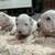 Dogo Argentino puppies 1 thumbnail
