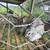 Meat Rabbit Breeding Stock 2 thumbnail