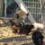 Chickens 5 thumbnail