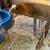 Guinea Pigs 6 thumbnail