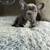 Frenchie pup 4 sale 11 thumbnail