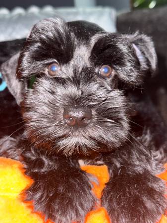 ??schnauzer girl ??63678139211777120
