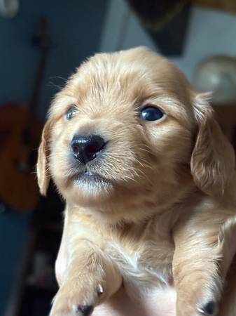 Mini dachshunds63800771133059121