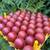 French Copper Maran Pullets / Roosters / Chickens / Laying Hens 9 thumbnail
