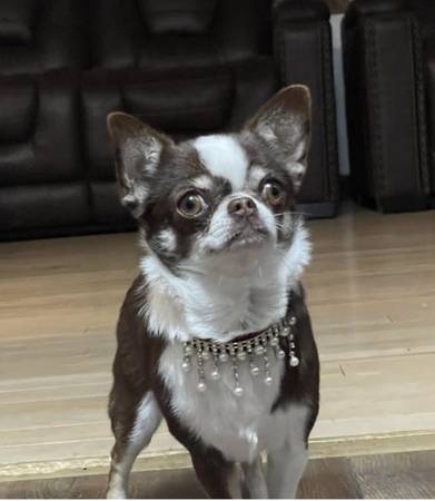 Chihuahua63924865443714123