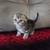 Scottish fold male kitten 1 thumbnail