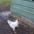 Roosters 2 thumbnail