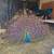 peacock peahen pair 1 thumbnail