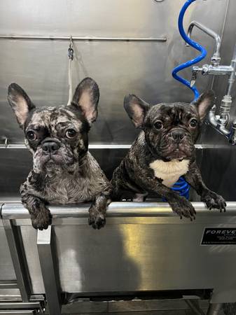 ?? Rehoming French Bulldogs ?? (dublin / pleasanton / livermore)63861677410435122