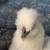 4 Silkie Free 1 thumbnail