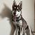 Male Siberian Husky Needs Forever Home 4 thumbnail